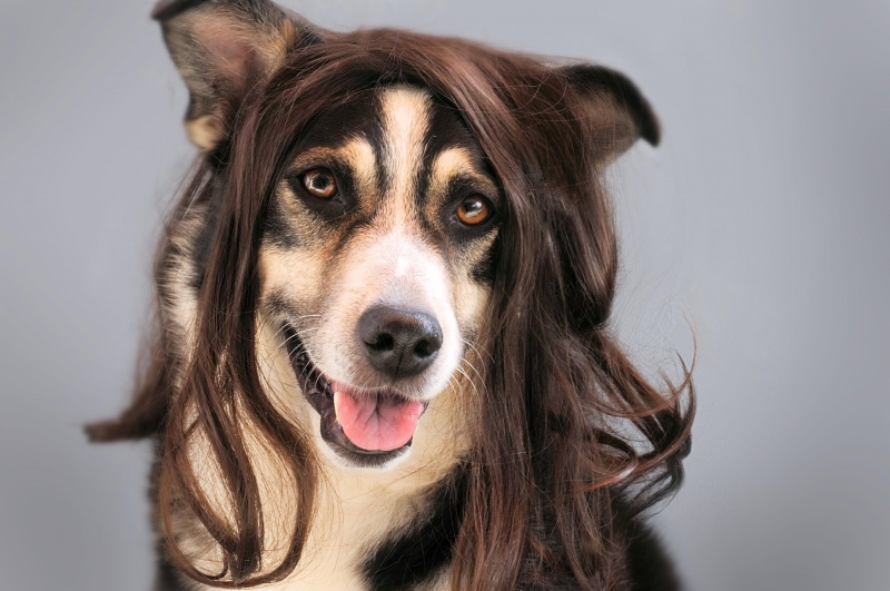 salon-coiffure-BRAS-min_dog-1776721